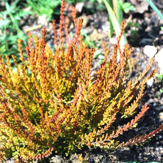 Calluna vulgaris